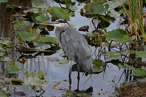 Heron, Great Blue, 2015-01119920 Everglades NP, FL